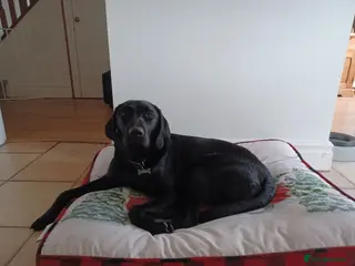 Labrador Retriever dogs 8 labrador pups bred for health and temperament! - Advert 11