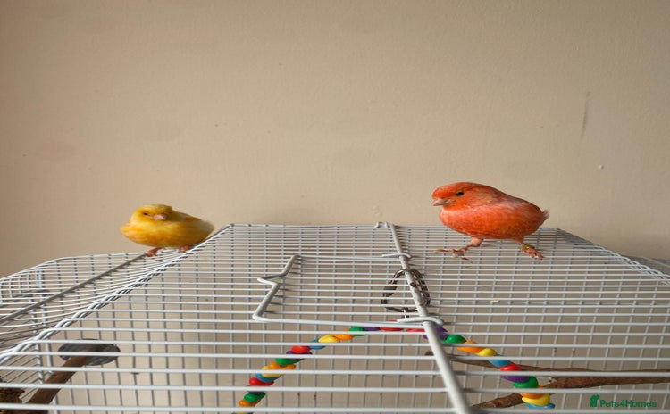 Canaries birds - Advert 3