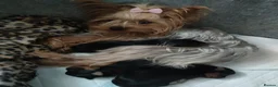 Yorkshire Terrier dogs for sale: Puppies Yorkshire terrier  - Advert 2