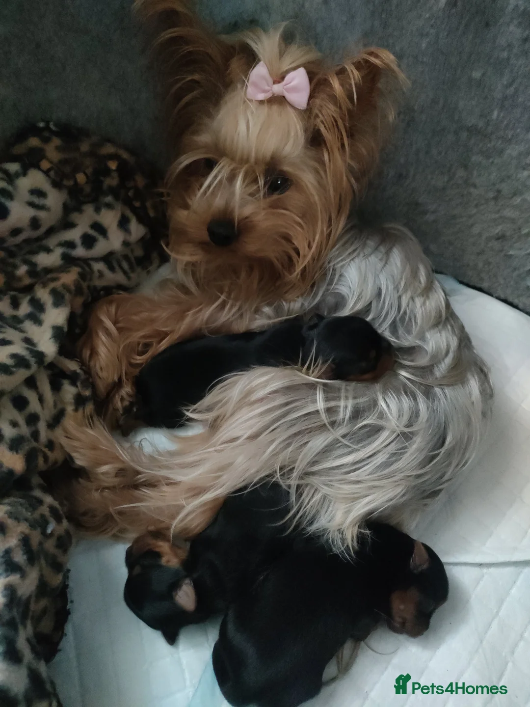 Yorkshire Terrier dogs for sale: Puppies Yorkshire terrier  - Advert 2