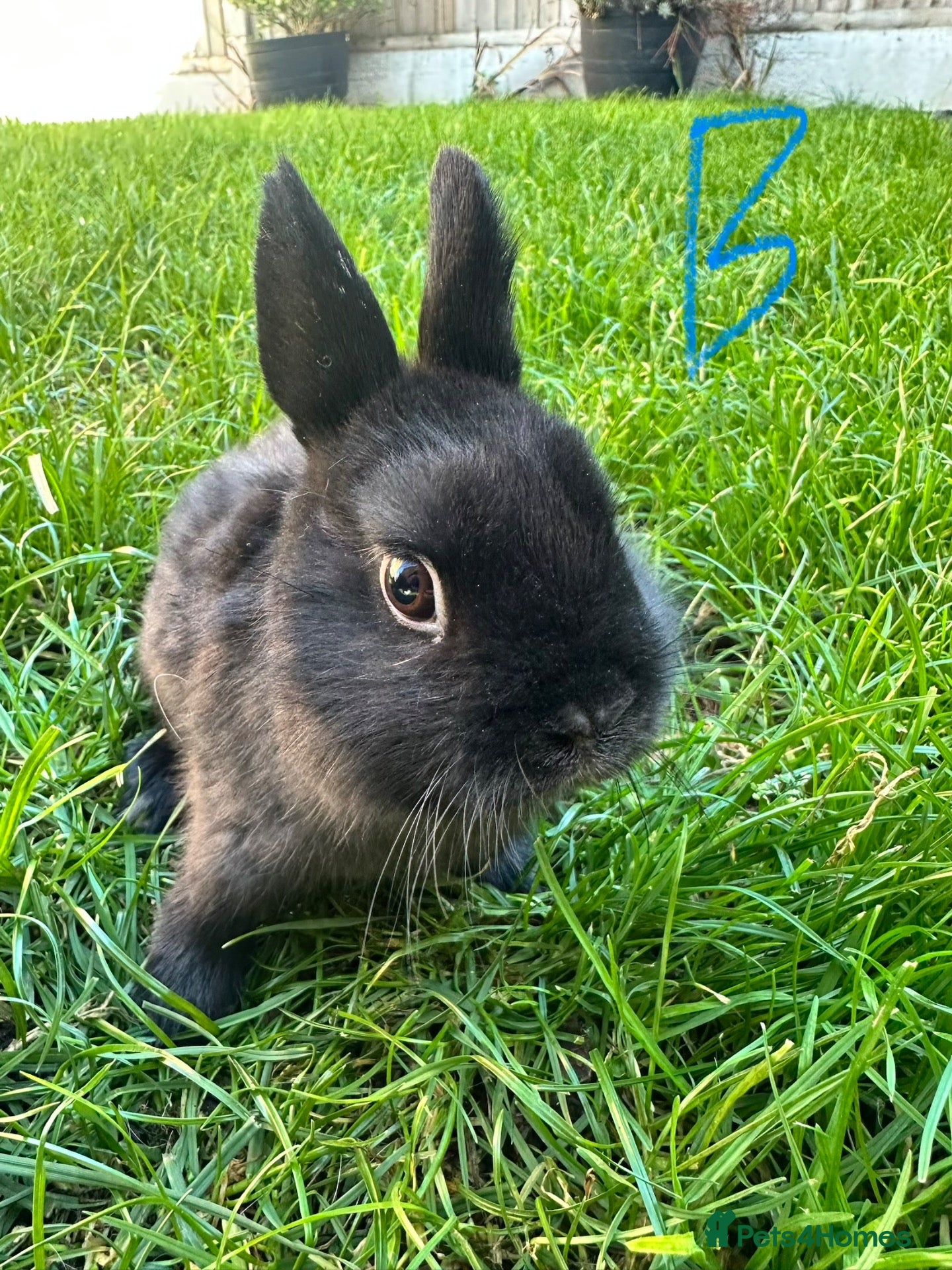 Netherland Dwarf rabbits Netherland Dwarf rabbits for sale  - Advert 1