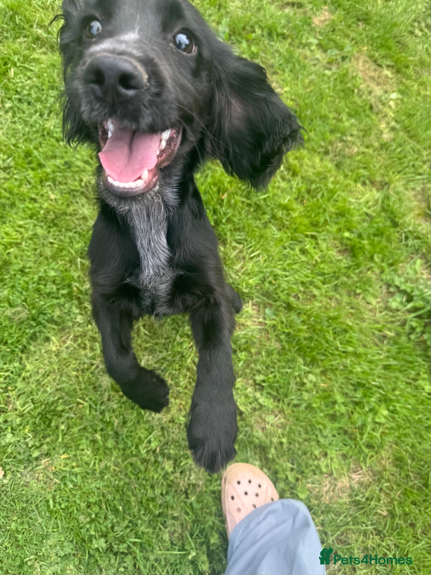Cocker Spaniel dogs Lovely gentle working cocker spaniel pup - Advert 1