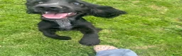 Cocker Spaniel dogs for sale: Lovely gentle working cocker spaniel pup - Advert 1