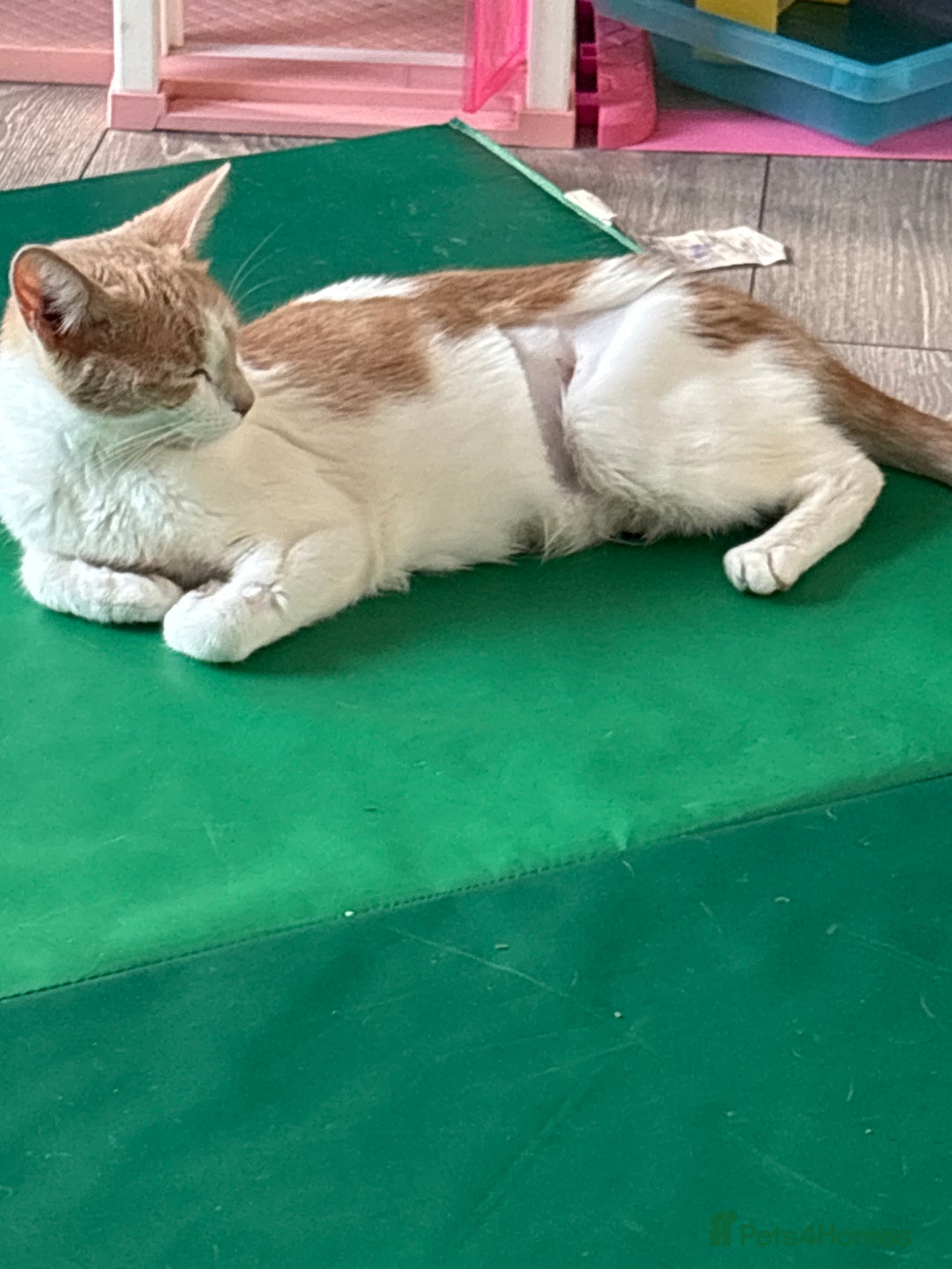 Domestic Shorthair cats for sale: Last little girl kitten from litter of 5  - Image 7