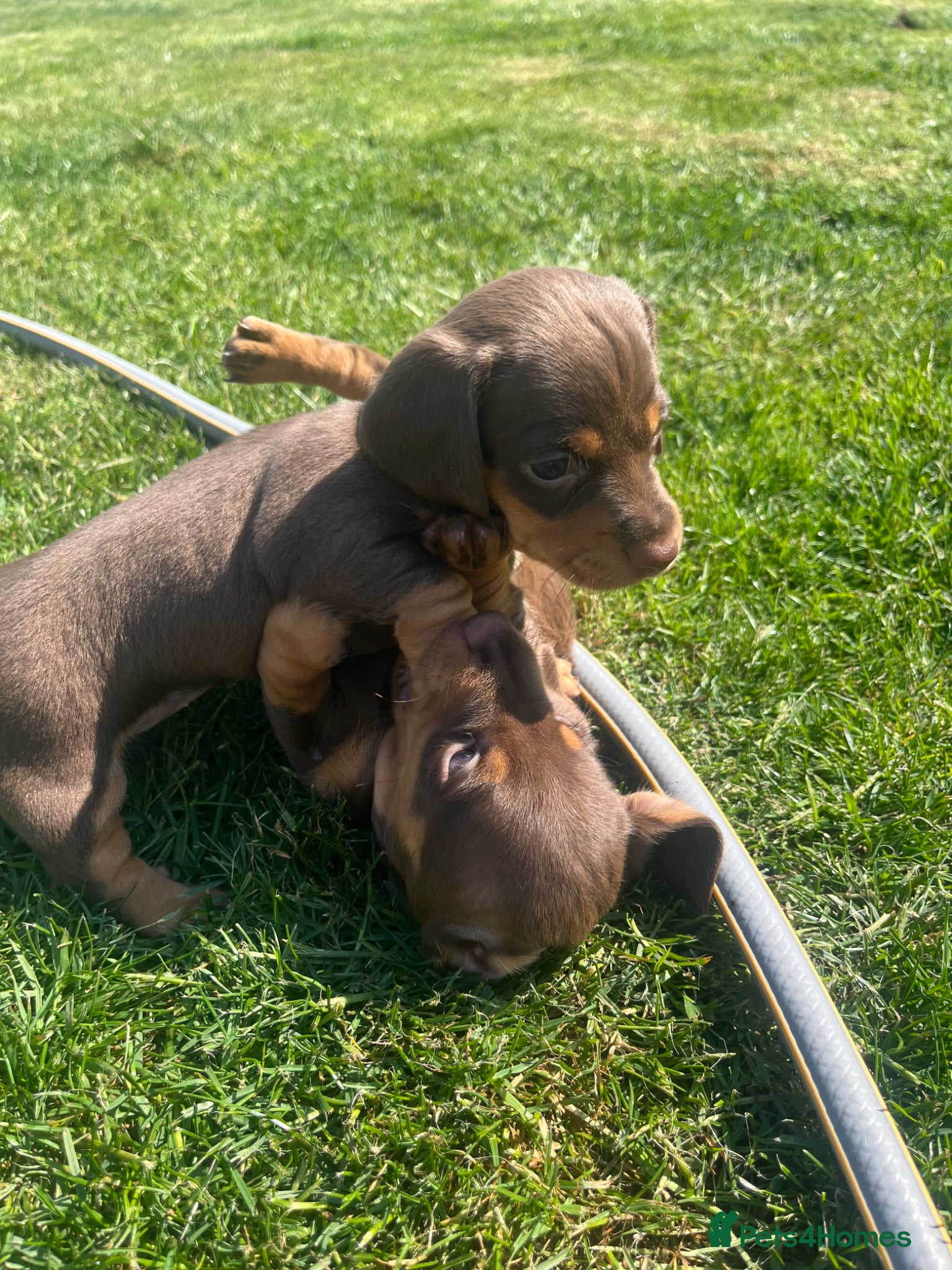 Miniature Dachshund dogs 🐶 beautiful mini Dachshunds 🐶  - Advert 2