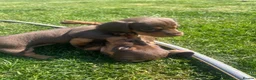 Miniature Dachshund dogs for sale: ⭐️ last boy left ⭐️ 🐶 ready to find his home ⭐️ - Advert 12