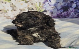 Cockapoo dogs for sale: sable & phantom & tri colour cockapoo puppies  - Image 7