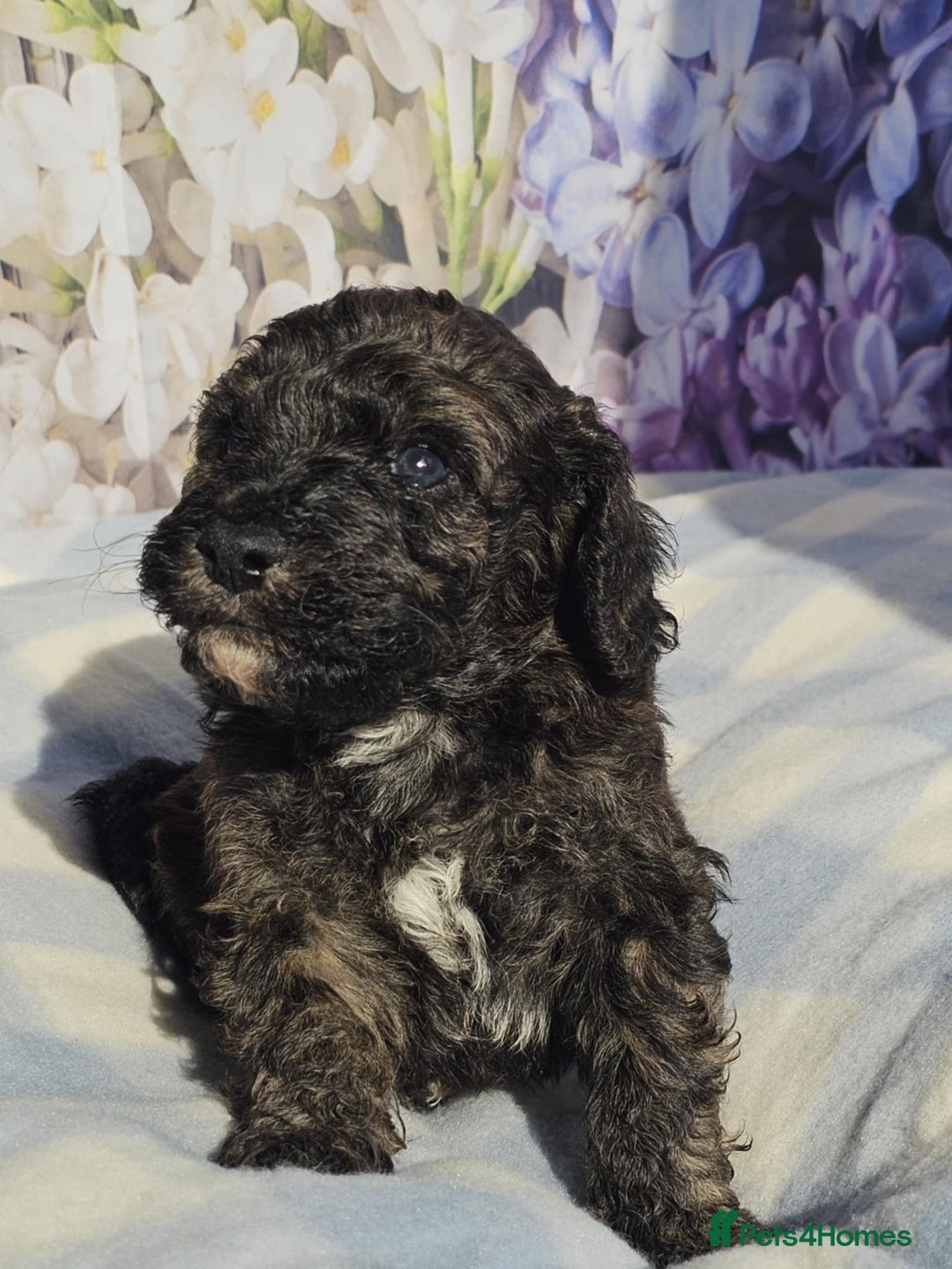 Cockapoo dogs for sale: sable & phantom & tri colour cockapoo puppies  - Image 7