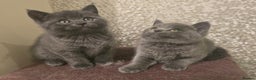 British Longhair cats for sale: Adorable British Shorthair Kittens  - Advert 4