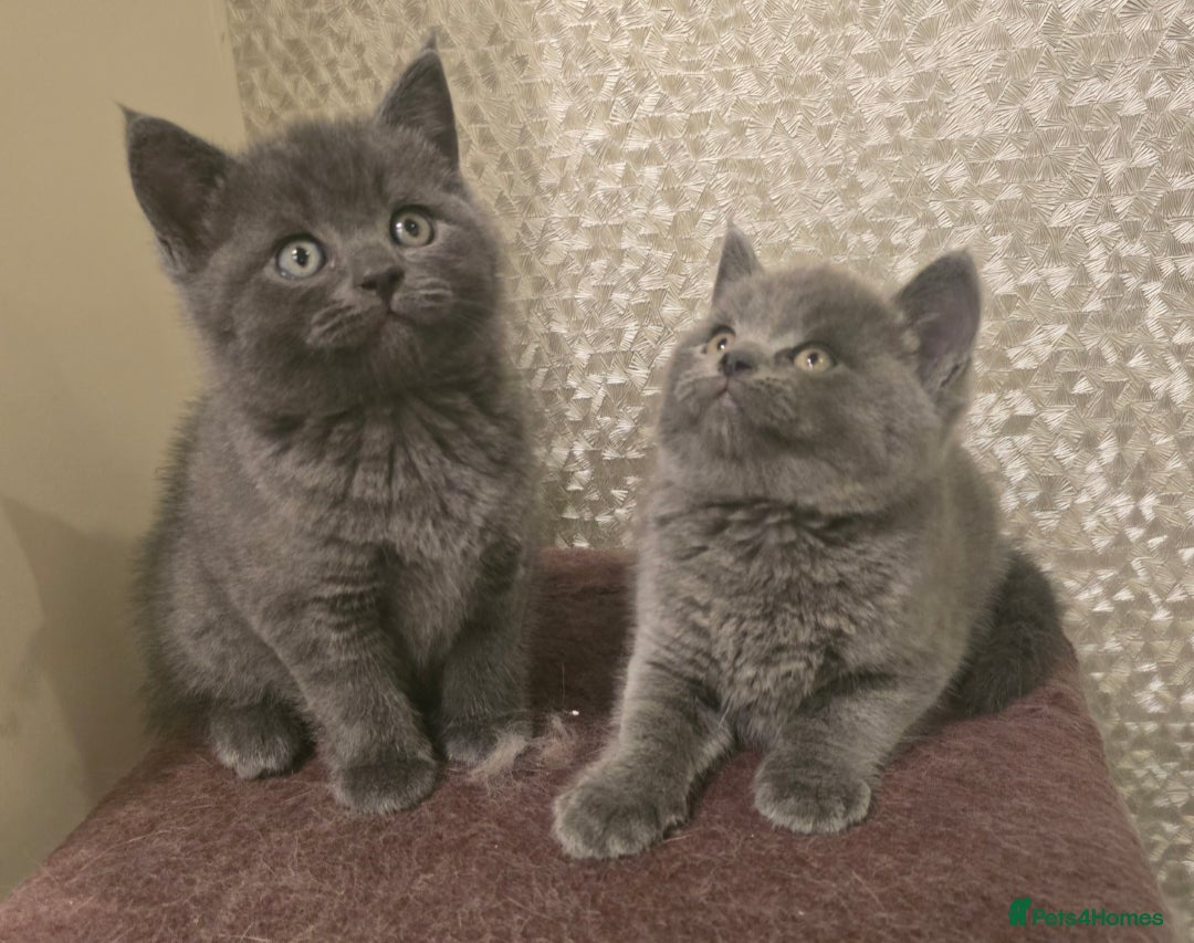 British Longhair cats for sale: Adorable British Shorthair Kittens  - Advert 4