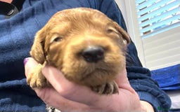 Australian Labradoodle dogs for sale: Multi Generational Australian Labradoodle Puppies - Image 10