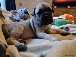 Bullmastiff dogs Beautiful Bullmastiff Puppies - Advert 1