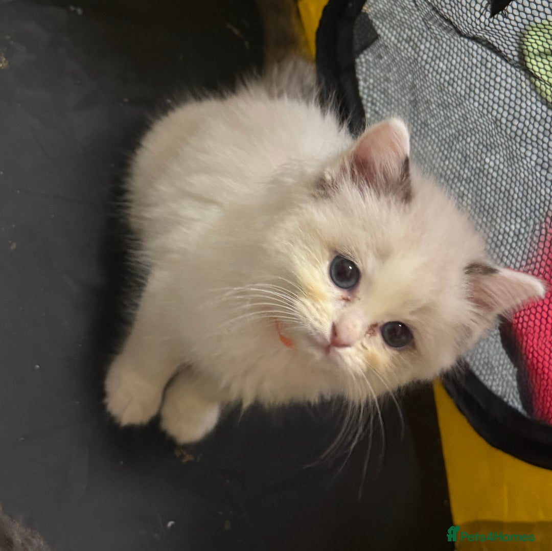 Ragdoll cats for sale: Pure Ragdoll kittens, ready 20th December - Advert 32