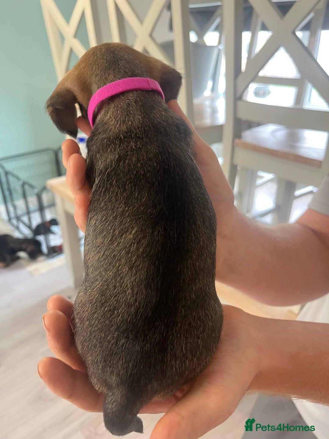 Mixed Breed dogs for sale: 8 beautiful dashaund X Jack Russel puppies  - Image 17