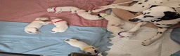 Dalmatian dogs for sale: 7 stunning Dalmatian pups in Reading - Advert 10