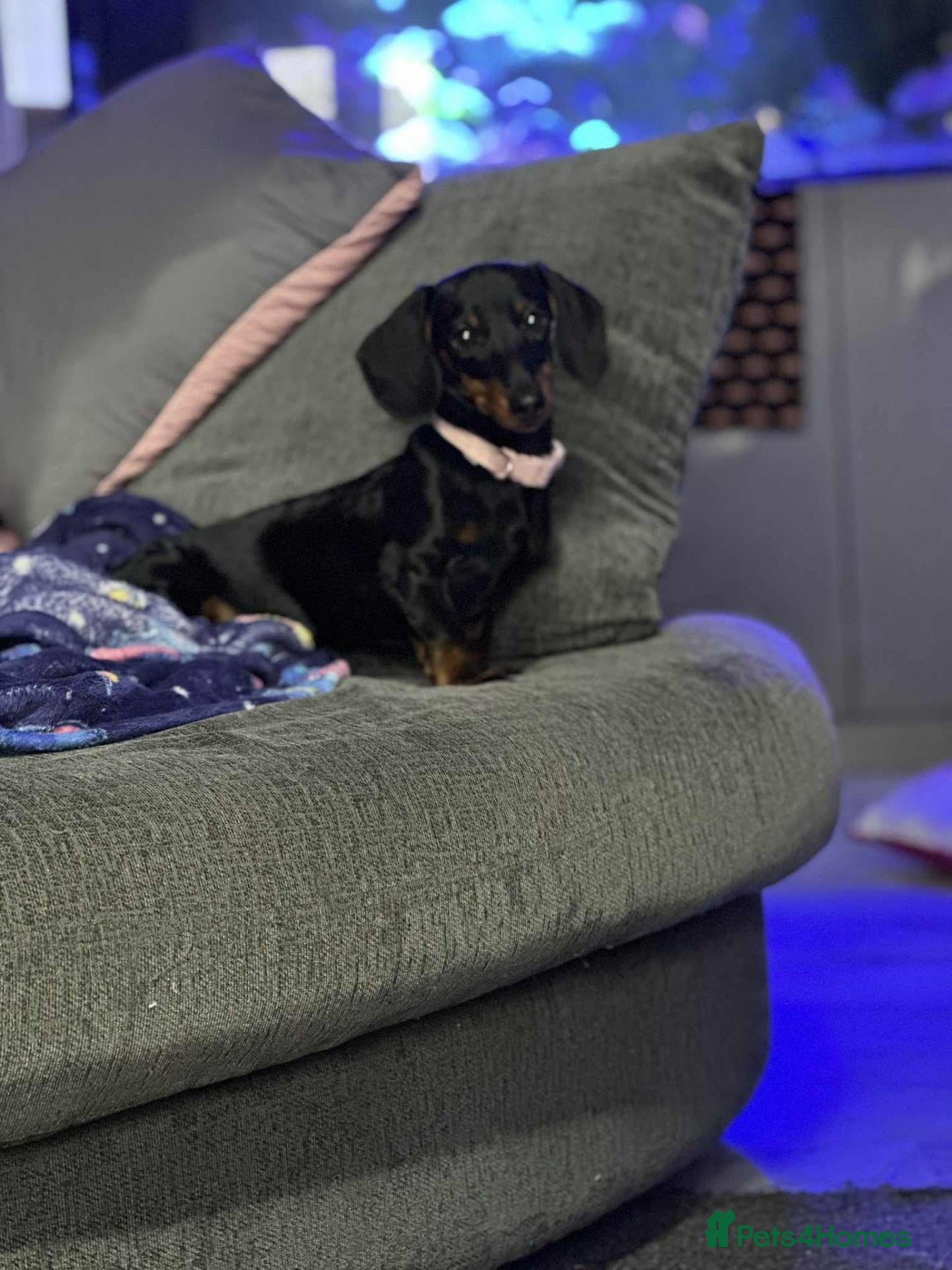 Dachshund dogs Beautiful miniature dachshund female 1 year - Advert 18