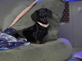 Dachshund dogs Beautiful miniature dachshund female 1 year - Advert 18