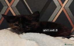 Mixed Breed cats for sale: 3 adorable 6 week old kittens. - Image 2