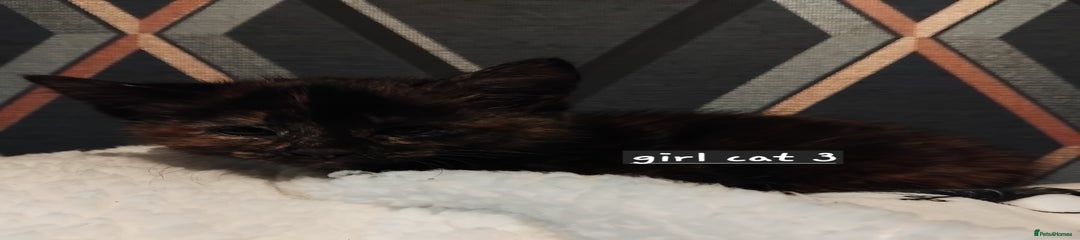 Mixed Breed Kitten 3
