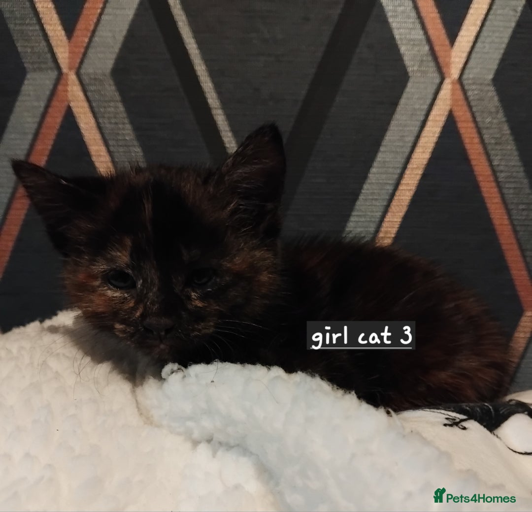 Mixed Breed cats for sale: 3 adorable 6 week old kittens. - Image 2