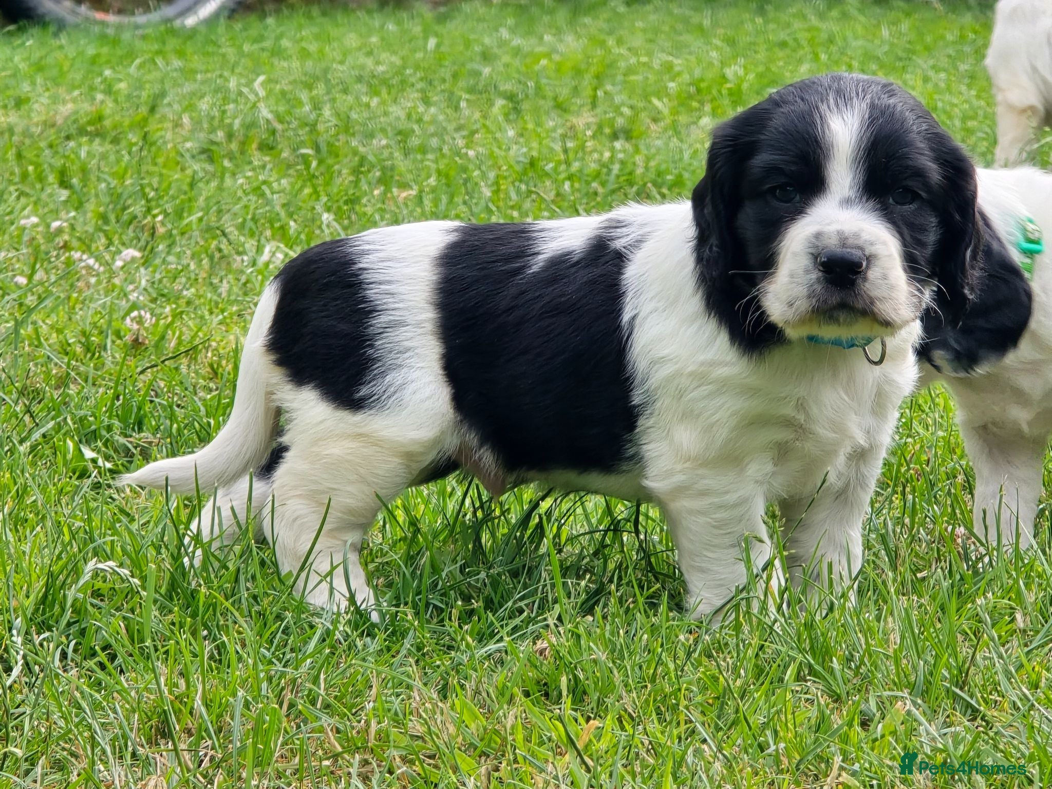 Mixed Breed dogs Clumber cocker springer cross (4 available) - Advert 11