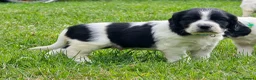 Mixed Breed dogs for sale: *Therapy bred* Clumber cocker springer cross  - Advert 13