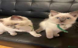 Ragdoll cats for sale:  Ragdoll kittens  - Image 21