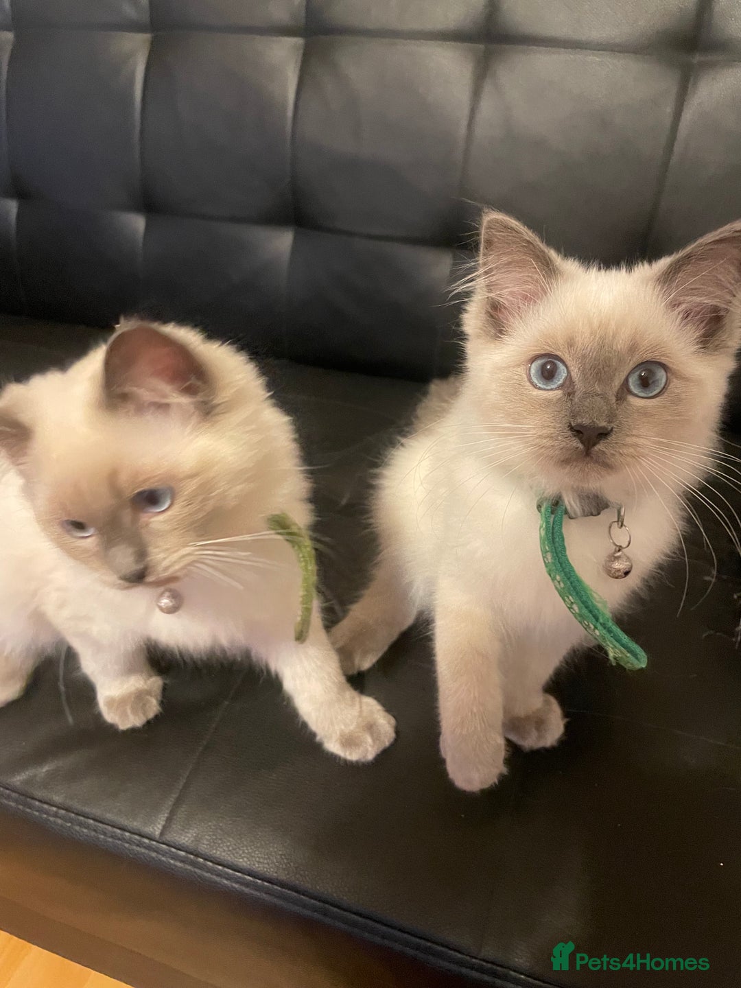 Ragdoll cats for sale:  Ragdoll kittens  - Image 21