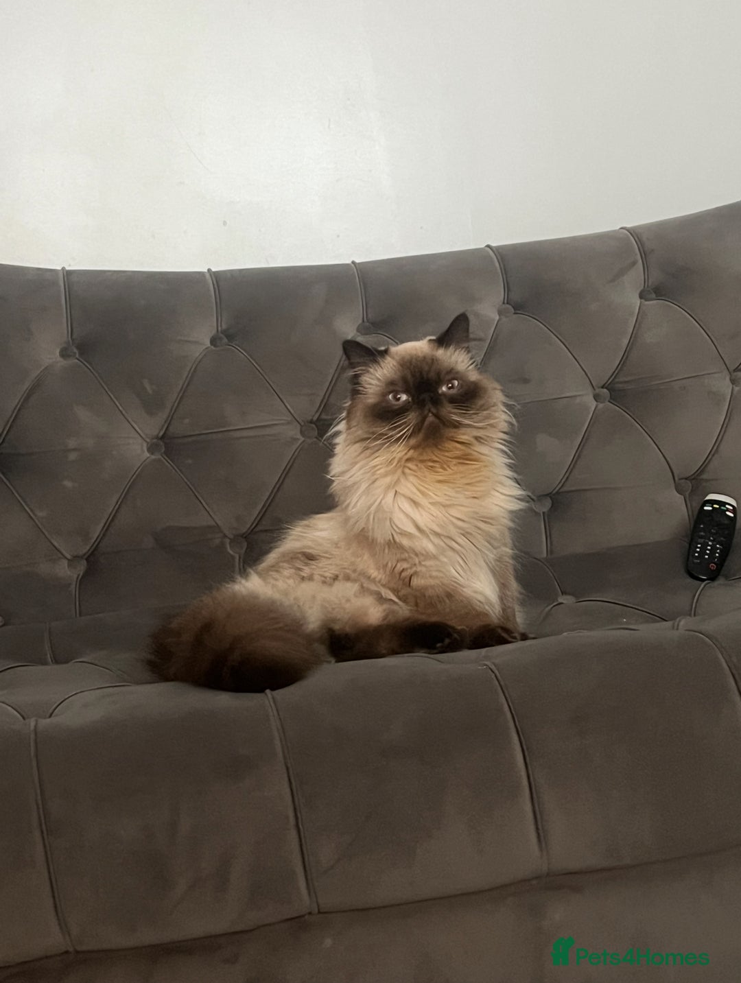 Persian cats for stud: PKD negative Himalayan Persian cat for stud only - Image 5