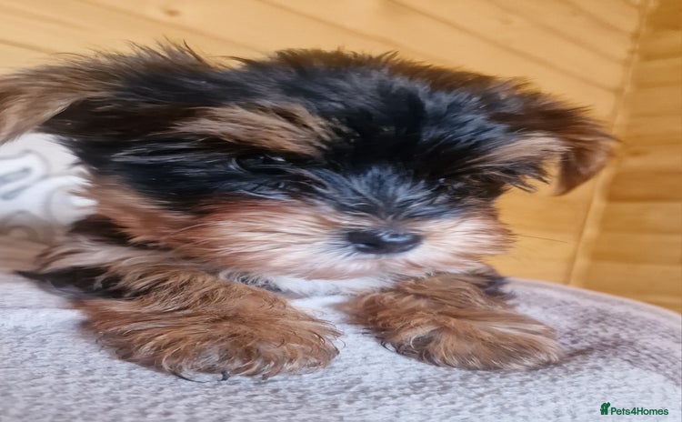 Yorkshire Terrier dogs - Advert 2