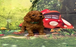 Cavapoo dogs for sale: Lovely litter of F1 Cavapoos - Advert 20