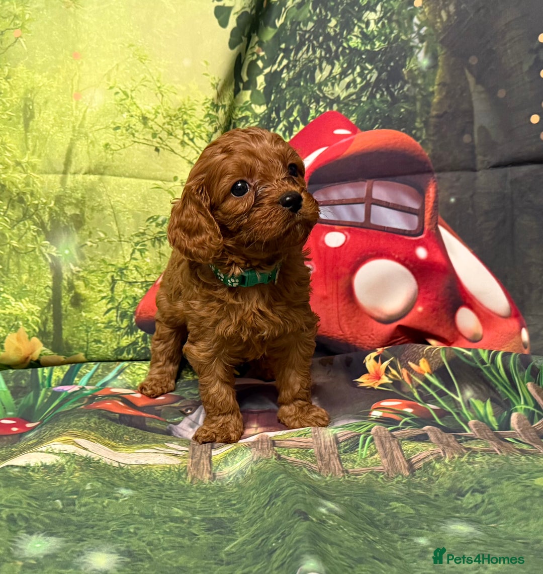 Cavapoo dogs for sale: Lovely litter of F1 Cavapoos - Advert 20