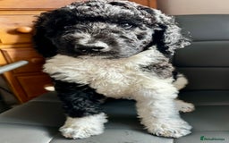 Mixed Breed dogs for sale: 🐾 St Beradoodle Puppies Health Tested Parents 🐾 in Sheerness - Image 10