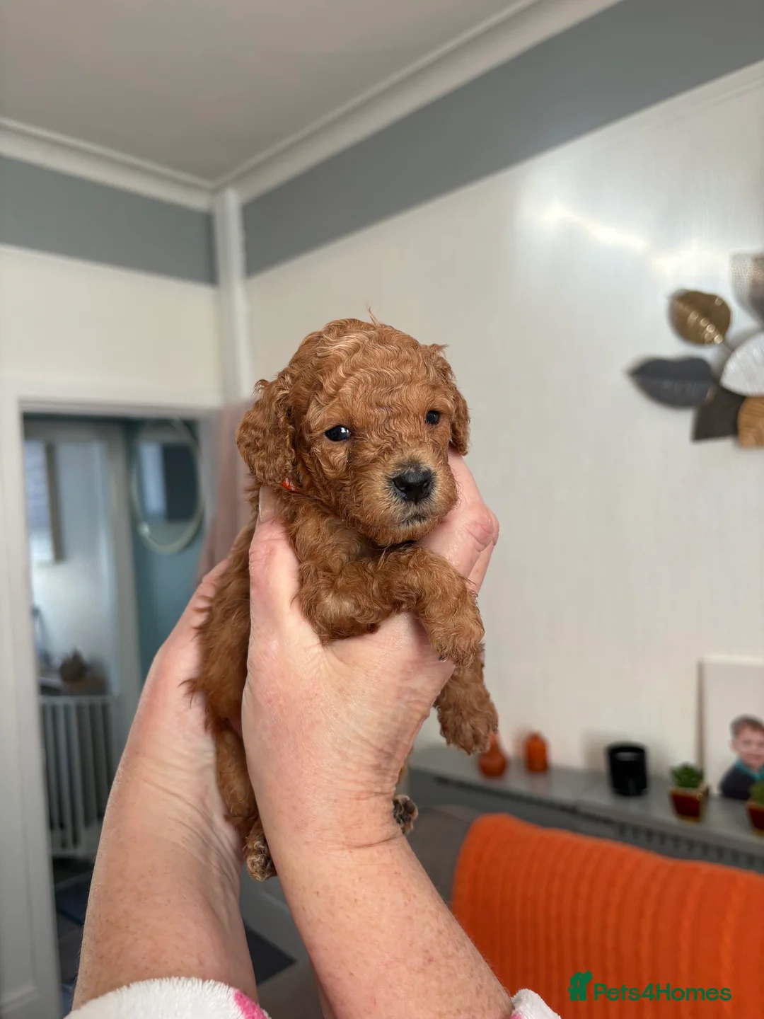 Cockapoo dogs for sale: Adorable Cockapoo puppies 🐶🐾 - Advert 9