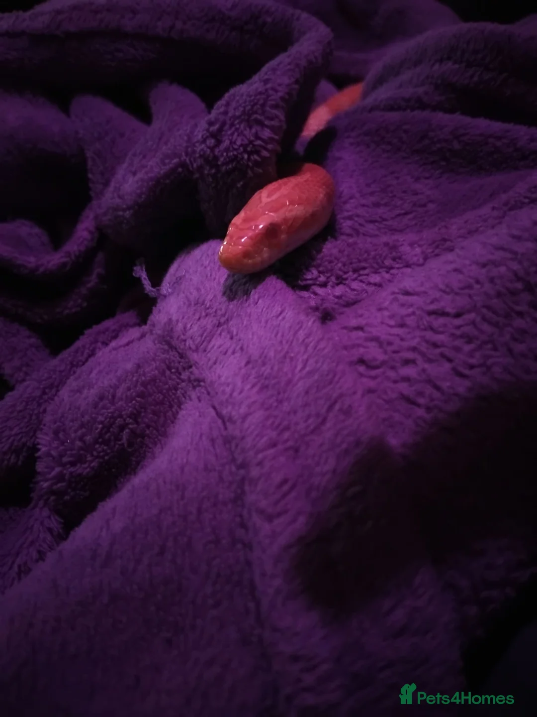 Corn Snake reptiles for sale: 5 years old corn snake in Norwich - Advert 2