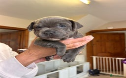 Staffordshire Bull Terrier dogs for sale: Exceptional Champion Pedigree, beautiful blues!! - Image 16
