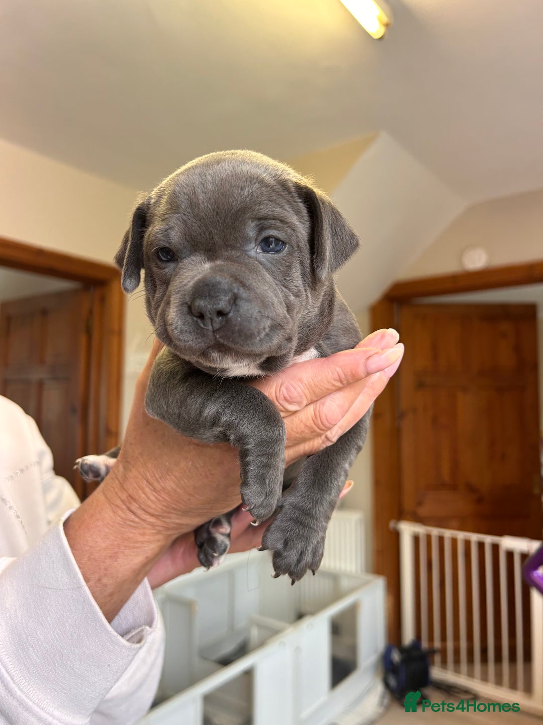 Staffordshire Bull Terrier dogs for sale: Exceptional Champion Pedigree, beautiful blues!! - Image 16