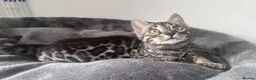 Bengal cats for sale: Exceptional kittens in silver, brown and charcoal - Advert 18