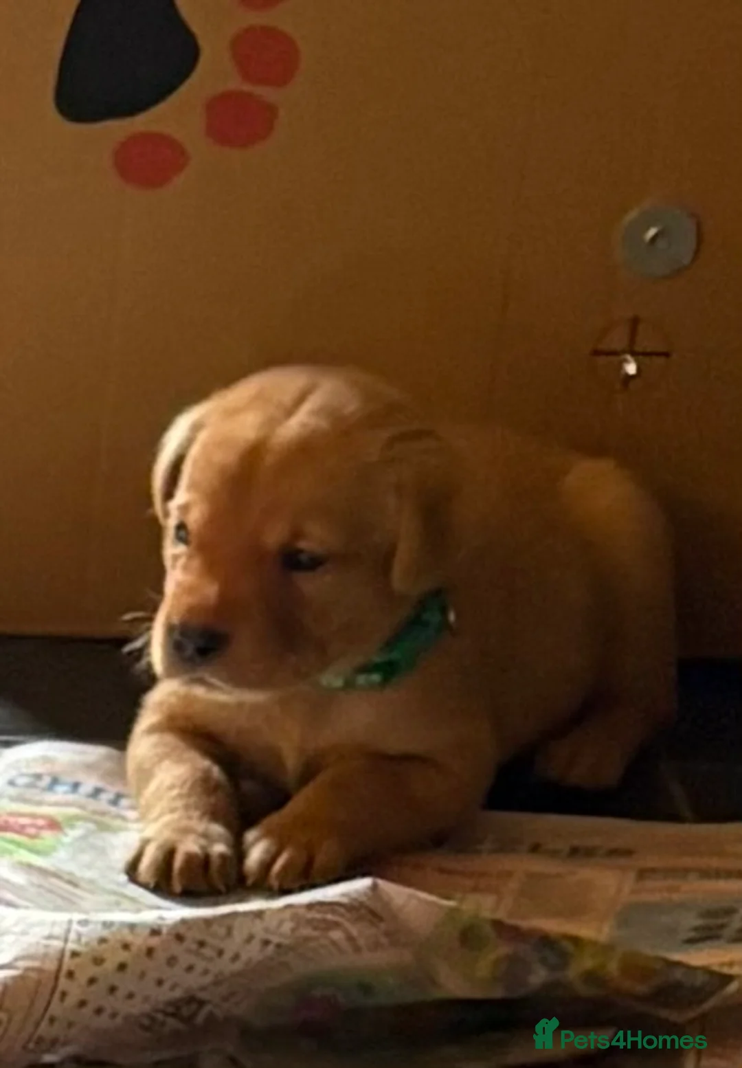 Labrador Retriever dogs for sale: Stunning litter of KC registered Yellow Labradors in Taunton - Advert 1