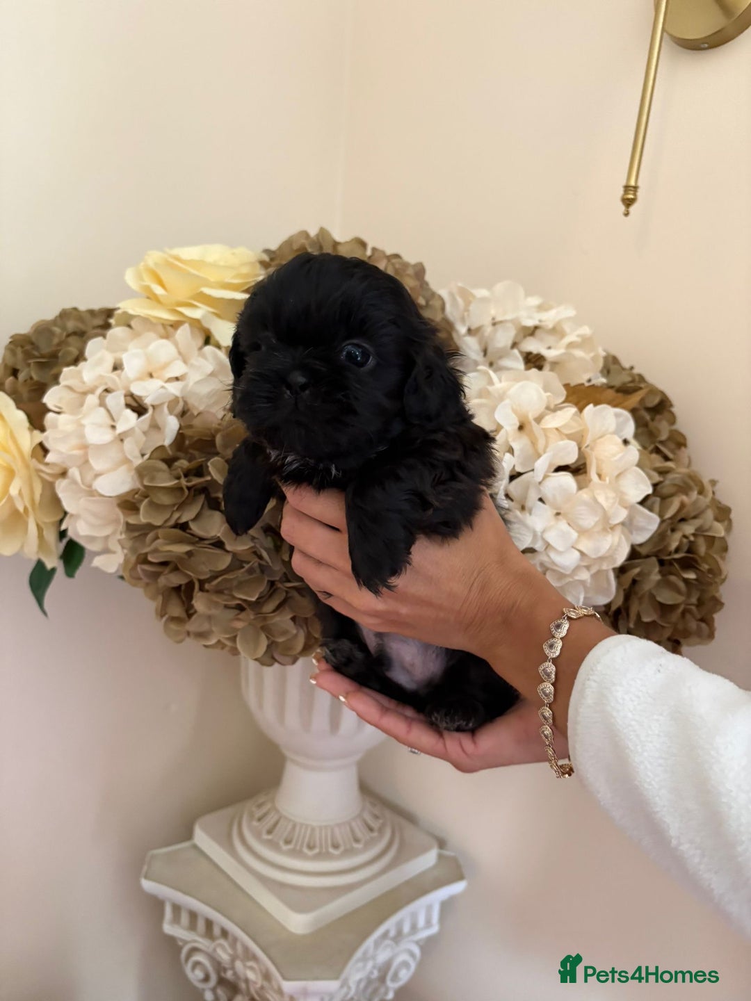 Shih Tzu dogs for sale: Beautiful male shih tzu pups - Advert 12
