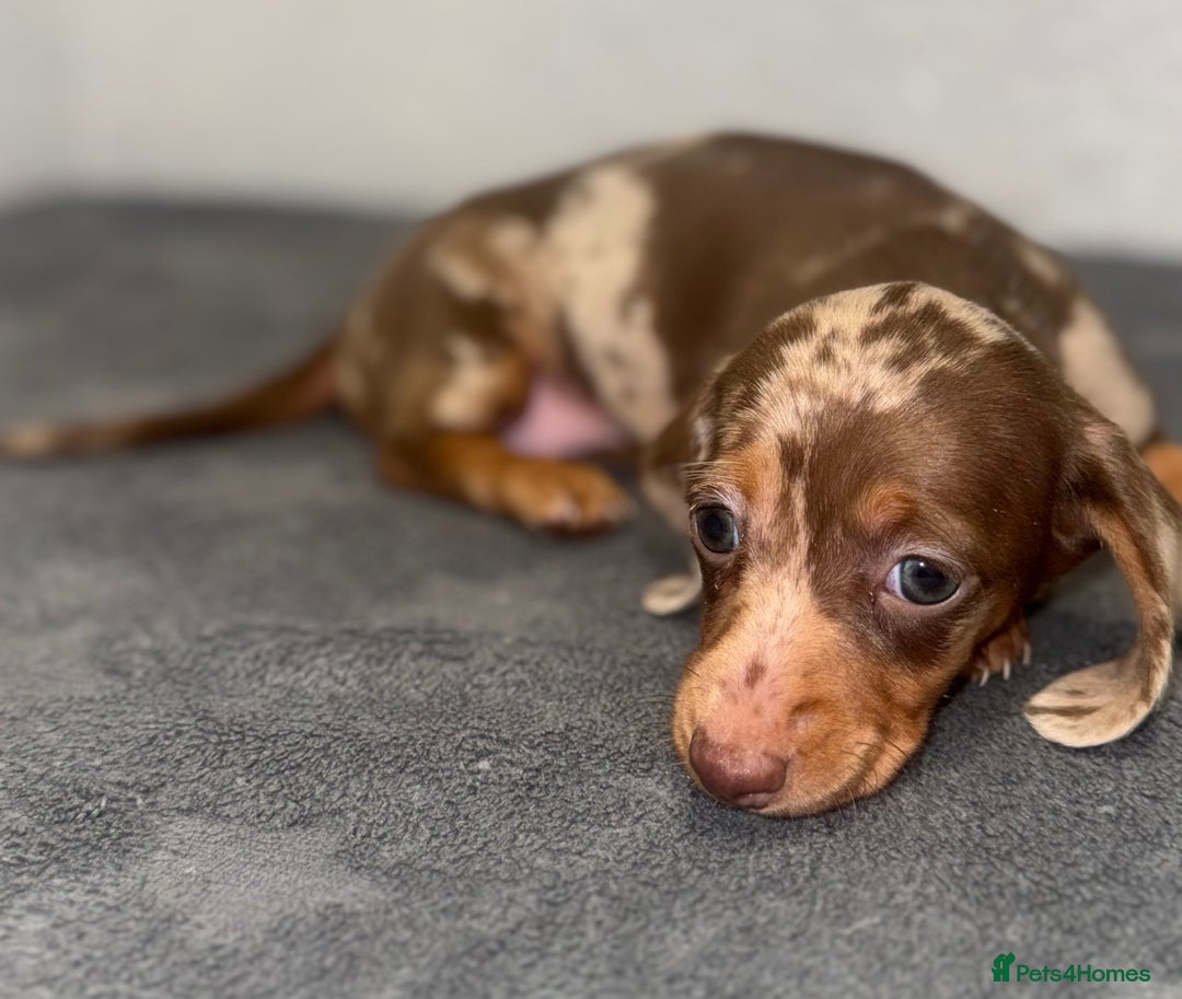 Dachshund dogs for sale: Beautiful Dachsund puppies READY TO LEAVE  - Advert 1