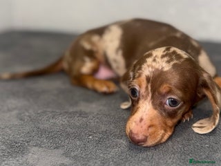 Dachshund dogs Beautiful Dachsund puppies READY TO LEAVE - Advert 2