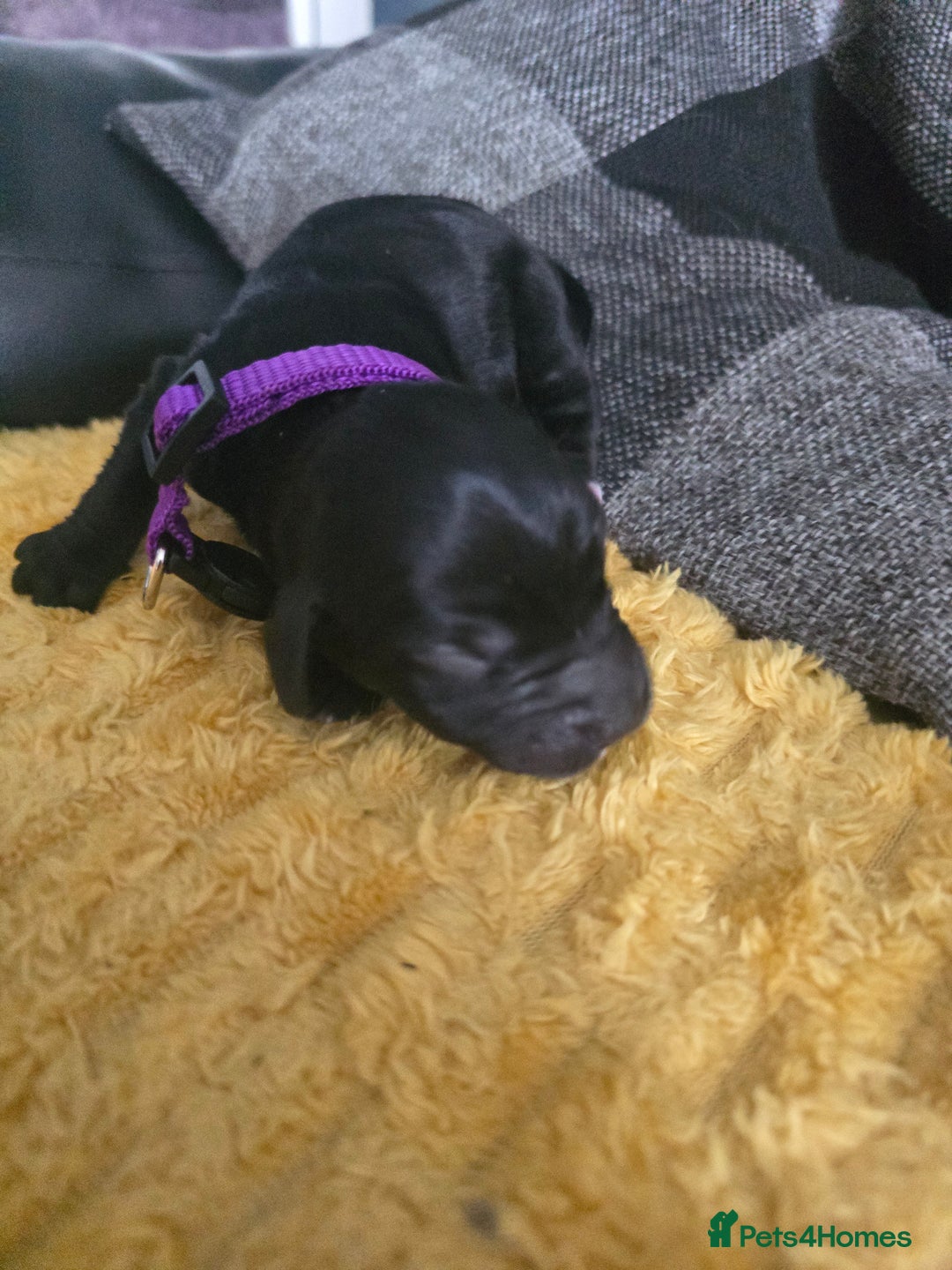 Sproodle dogs for sale: Beautiful F1 sproodle pups  - Image 16