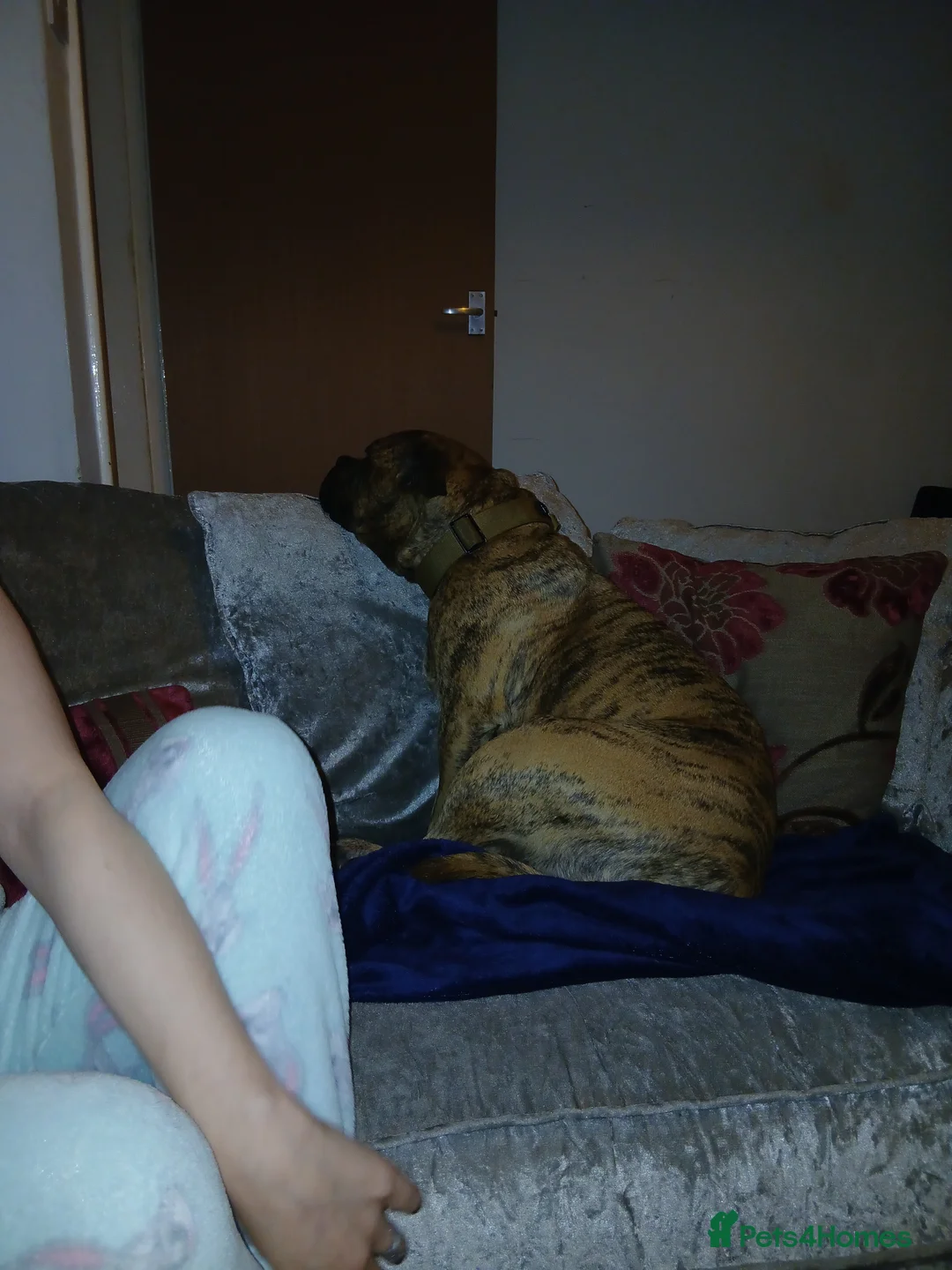 Mixed Breed dogs for sale: Staff cross female - Advert 5