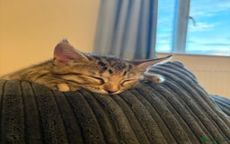 Domestic Shorthair cats for sale: Two Girl Kittens For Sale £100 o.n.o The Pair  - Image 2