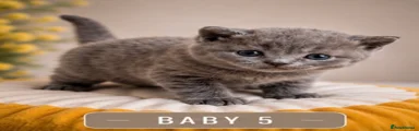 British Shorthair 5