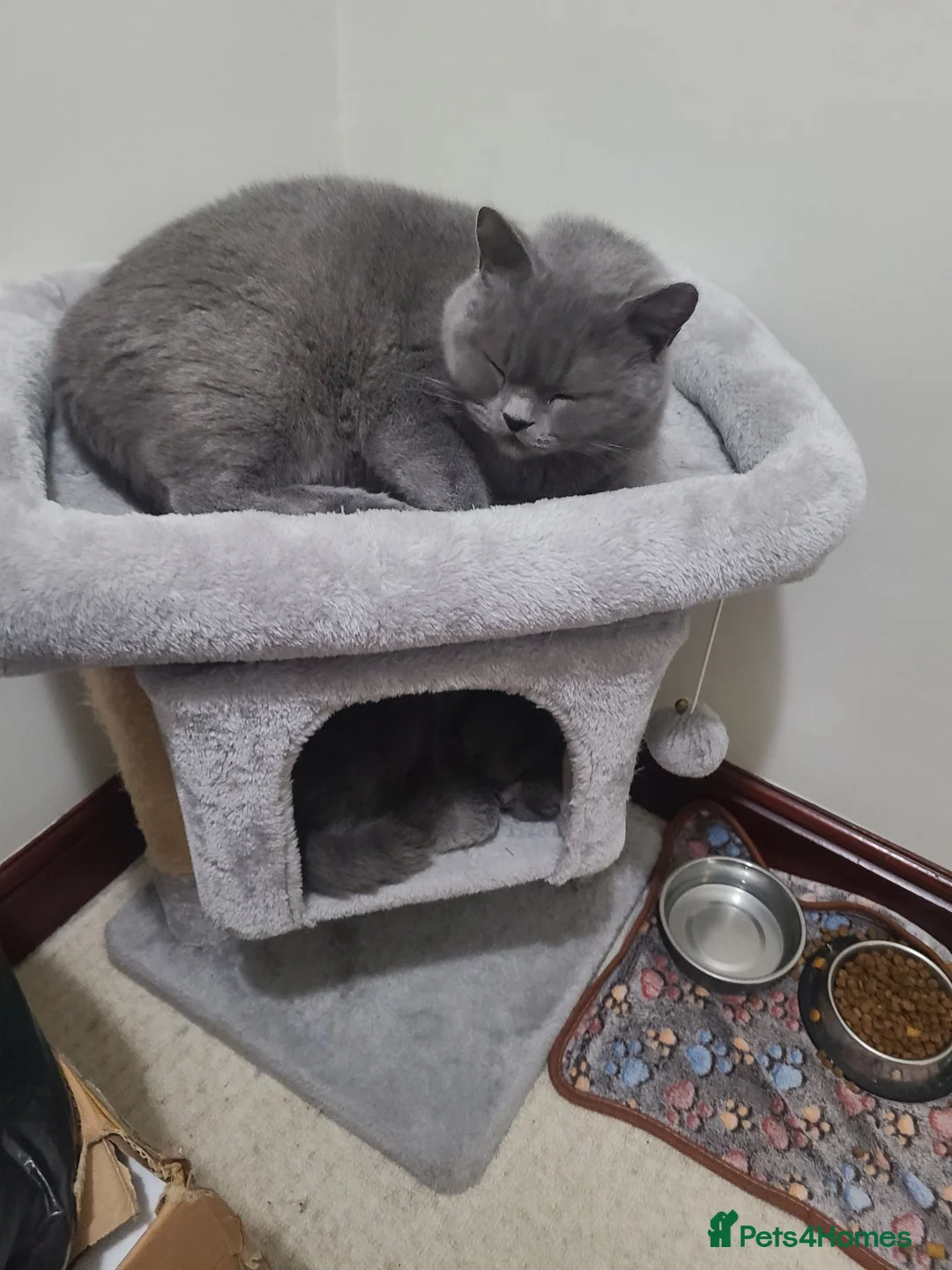 British Shorthair cats for sale: Absolutely beautiful pedigree British short hair  in Huddersfield - Advert 1