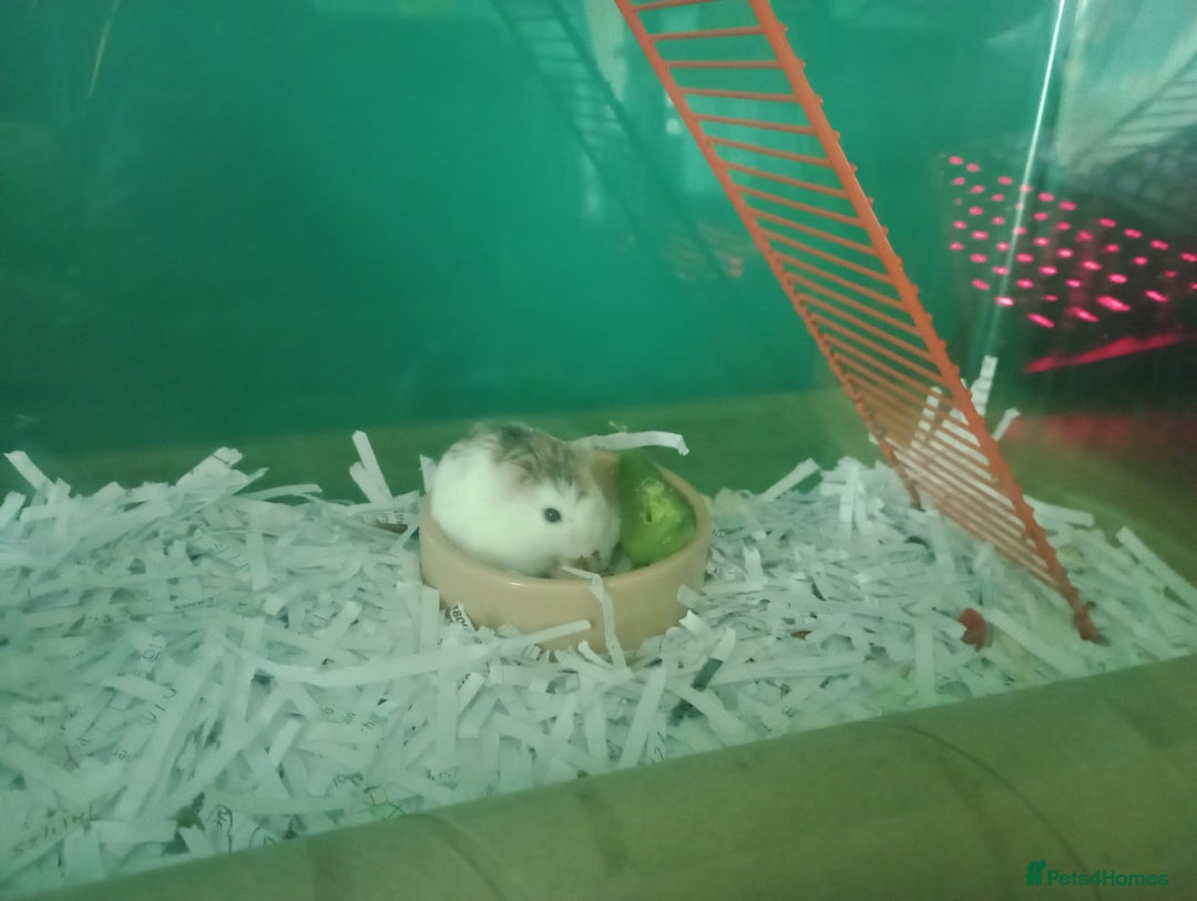 Hamster rodents for sale: Chewy - Advert 2