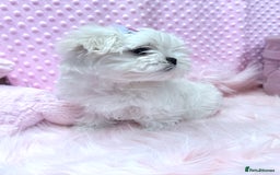Maltese dogs for sale: 💎 KC Korean Maltese Girls 💎 DNA tested parents. in Leven - Image 12