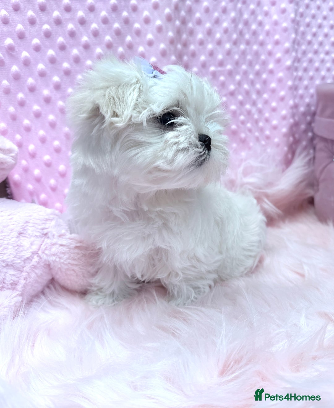Maltese dogs for sale: 💎 KC Korean Maltese Girls 💎 DNA tested parents. in Leven - Image 12